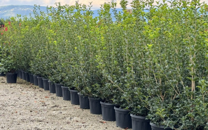 osmanthus aquifolium